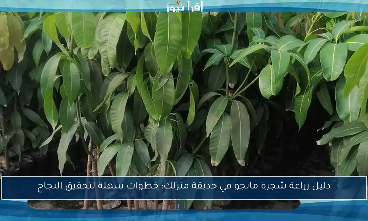 دليل زراعة شجرة مانجو في حديقة منزلك: خطوات سهلة لتحقيق النجاح