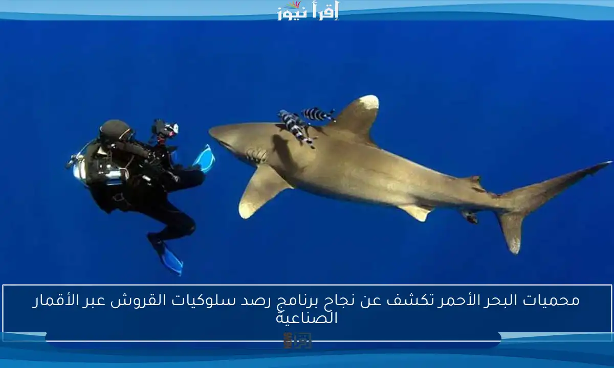 محميات البحر الأحمر تكشف عن نجاح برنامج رصد سلوكيات القروش عبر الأقمار الصناعية