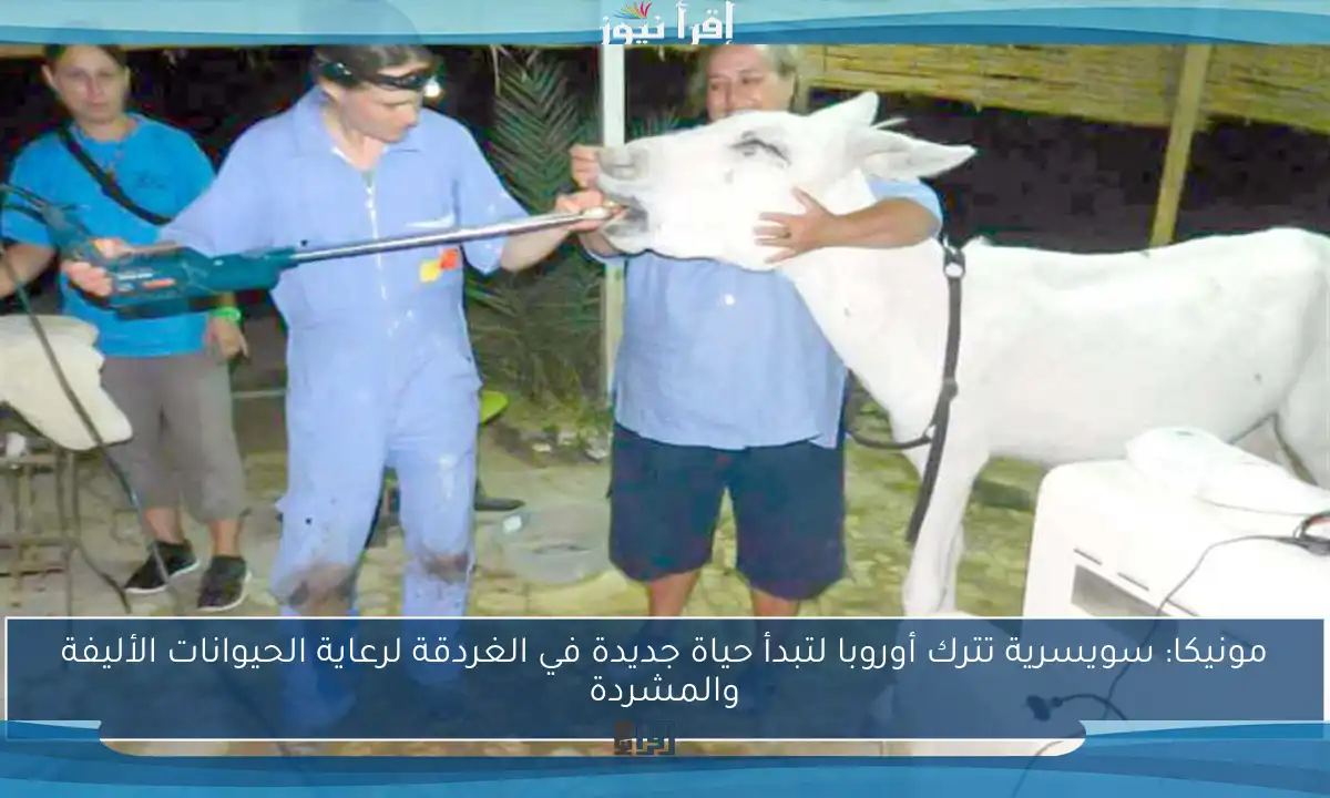مونيكا: سويسرية تترك أوروبا لتبدأ حياة جديدة في الغردقة لرعاية الحيوانات الأليفة والمشردة