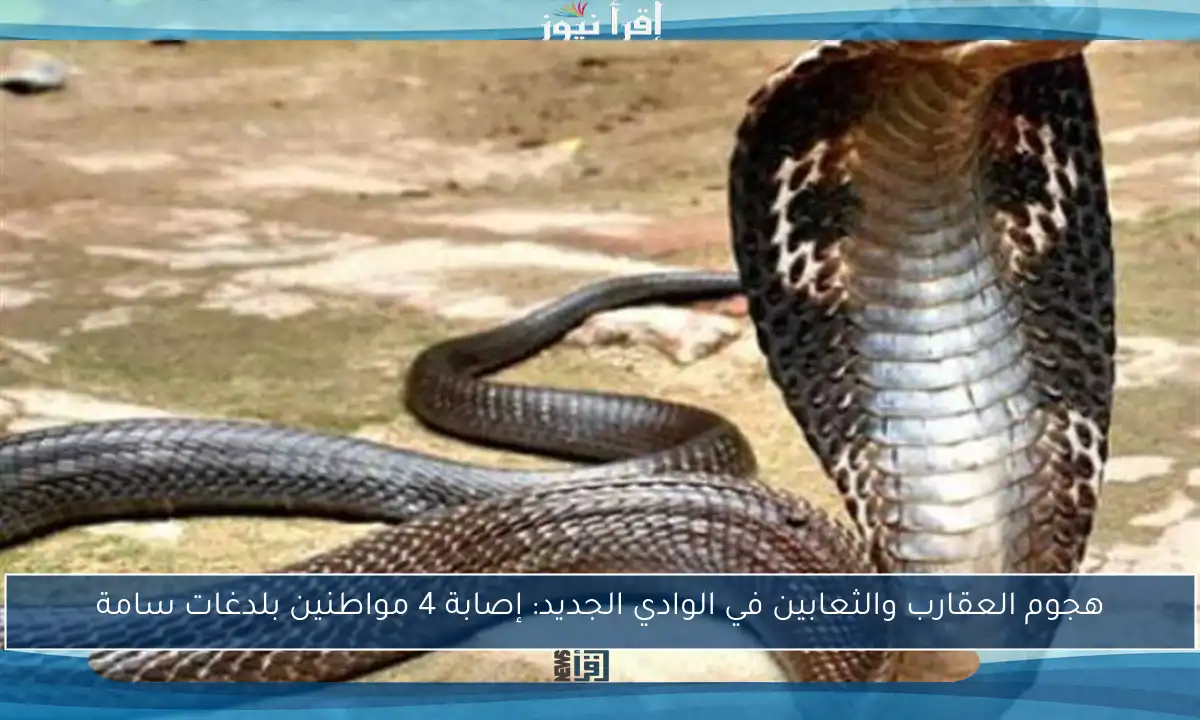 هجوم العقارب والثعابين في الوادي الجديد: إصابة 4 مواطنين بلدغات سامة