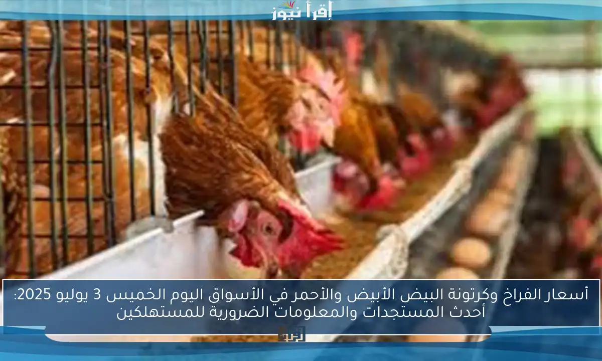 أسعار الفراخ وكرتونة البيض الأبيض والأحمر في الأسواق اليوم الخميس 3 يوليو 2025: أحدث المستجدات والمعلومات الضرورية للمستهلكين