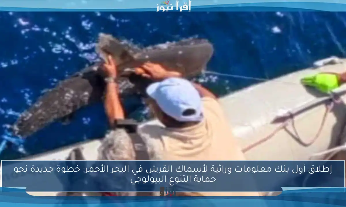 إطلاق أول بنك معلومات وراثية لأسماك القرش في البحر الأحمر: خطوة جديدة نحو حماية التنوع البيولوجي