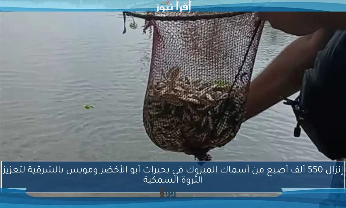 إنزال 550 ألف أصبع من أسماك المبروك في بحيرات أبو الأخضر ومويس بالشرقية لتعزيز الثروة السمكية