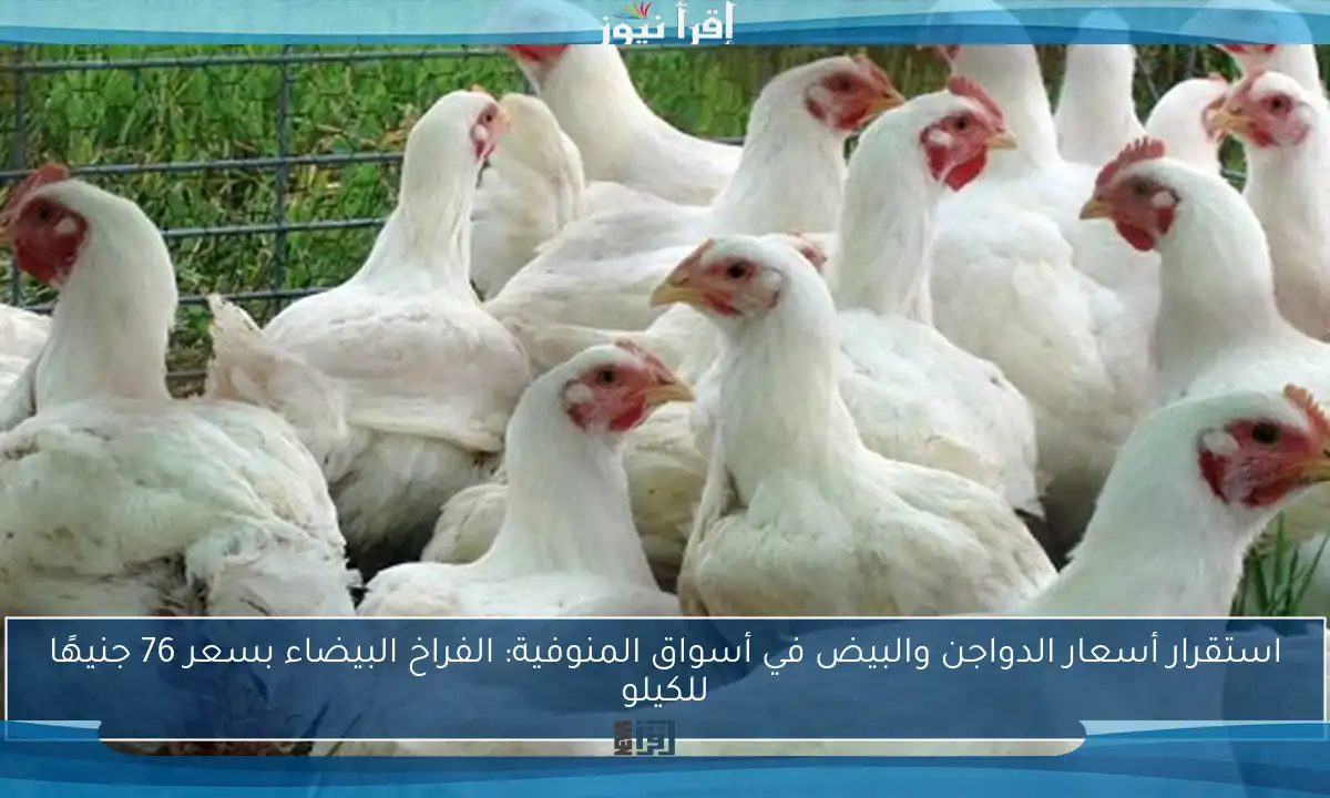 استقرار أسعار الدواجن والبيض في أسواق المنوفية: الفراخ البيضاء بسعر 76 جنيهًا للكيلو