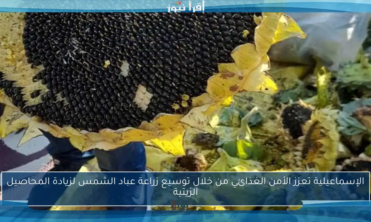 الإسماعيلية تعزز الأمن الغذائي من خلال توسيع زراعة عباد الشمس لزيادة المحاصيل الزيتية