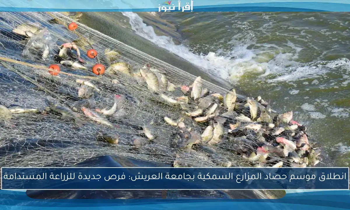 انطلاق موسم حصاد المزارع السمكية بجامعة العريش: فرص جديدة للزراعة المستدامة
