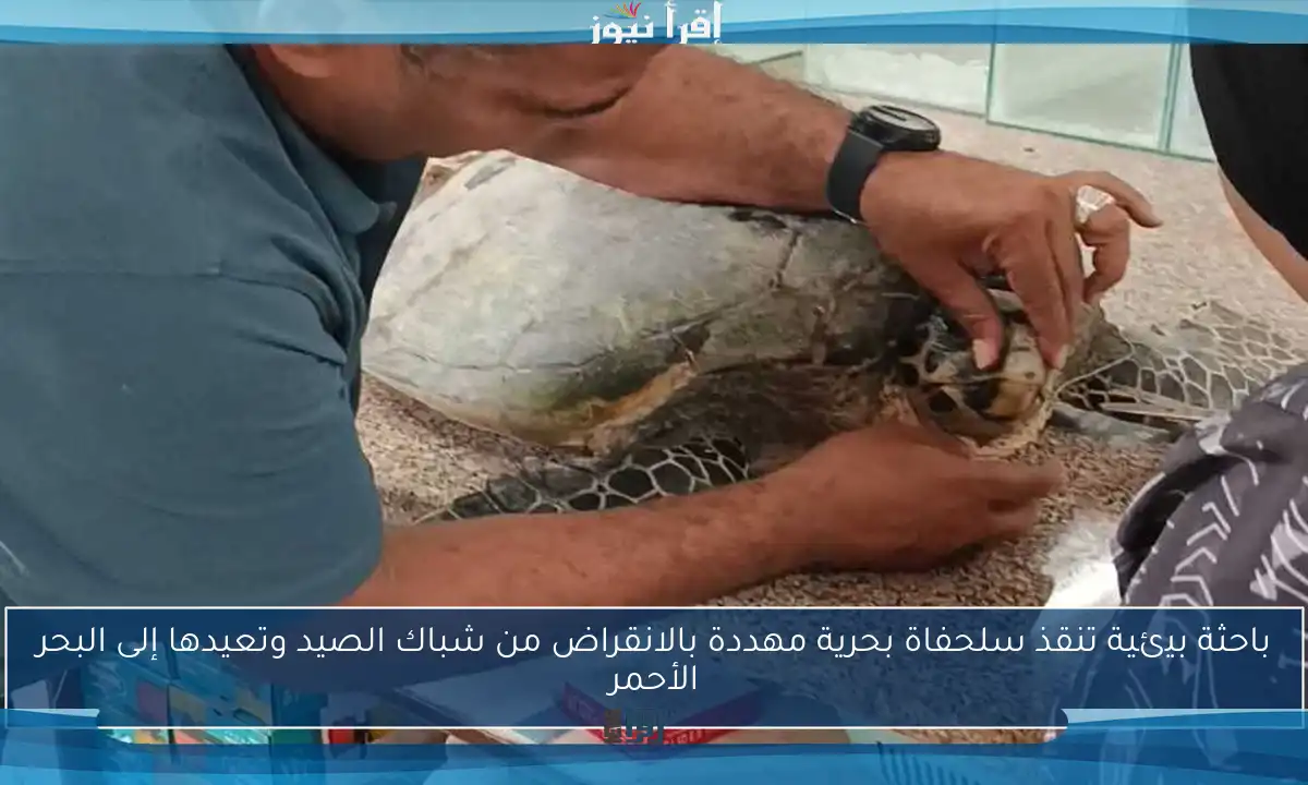 باحثة بيئية تنقذ سلحفاة بحرية مهددة بالانقراض من شباك الصيد وتعيدها إلى البحر الأحمر