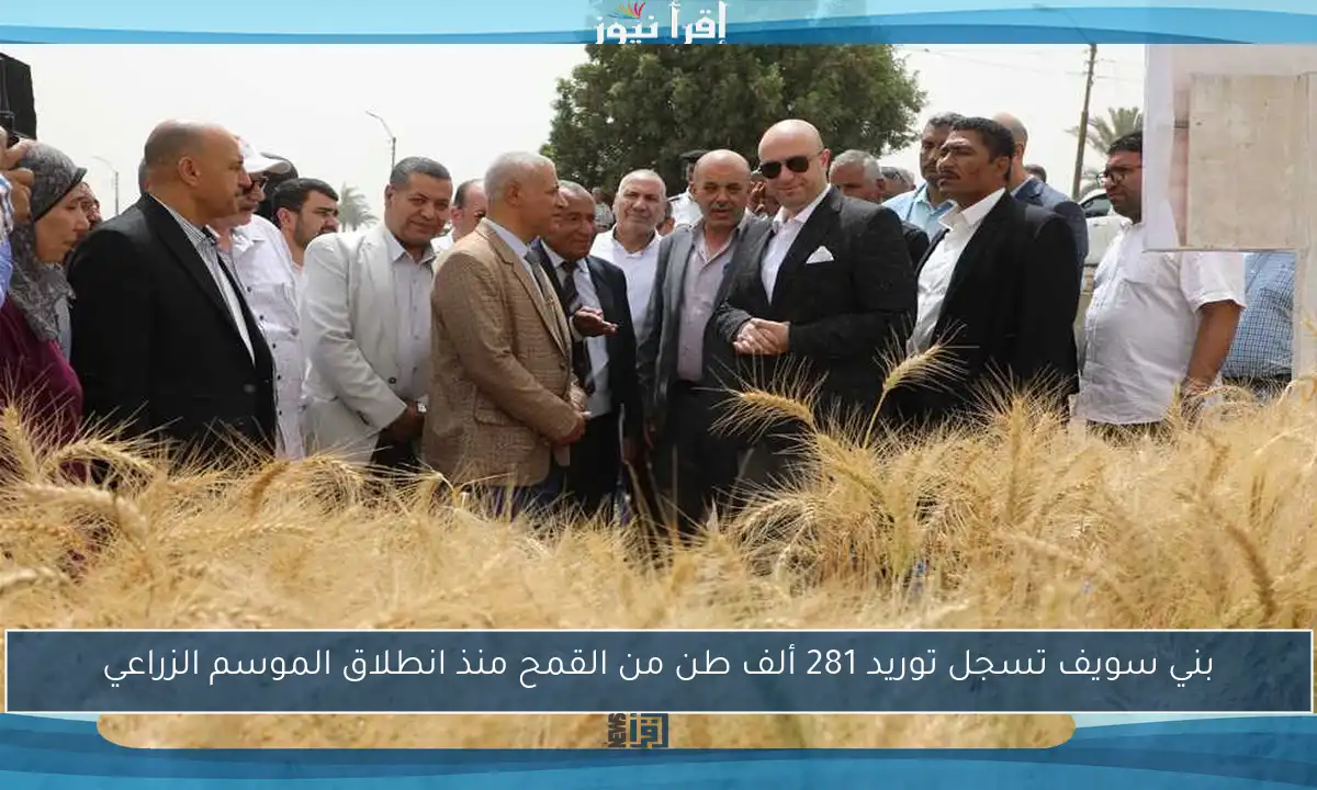 بني سويف تسجل توريد 281 ألف طن من القمح منذ انطلاق الموسم الزراعي