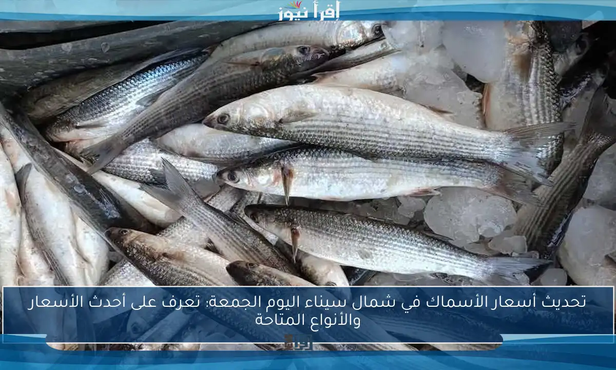 تحديث أسعار الأسماك في شمال سيناء اليوم الجمعة: تعرف على أحدث الأسعار والأنواع المتاحة