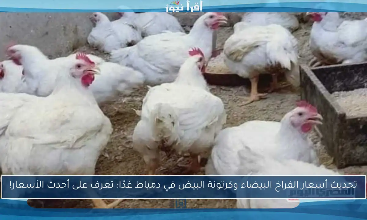 تحديث أسعار الفراخ البيضاء وكرتونة البيض في دمياط غدًا: تعرف على أحدث الأسعار!