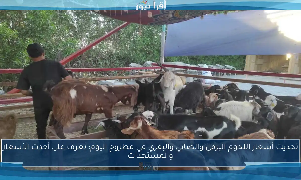 تحديث أسعار اللحوم البرقي والضاني والبقري في مطروح اليوم: تعرف على أحدث الأسعار والمستجدات