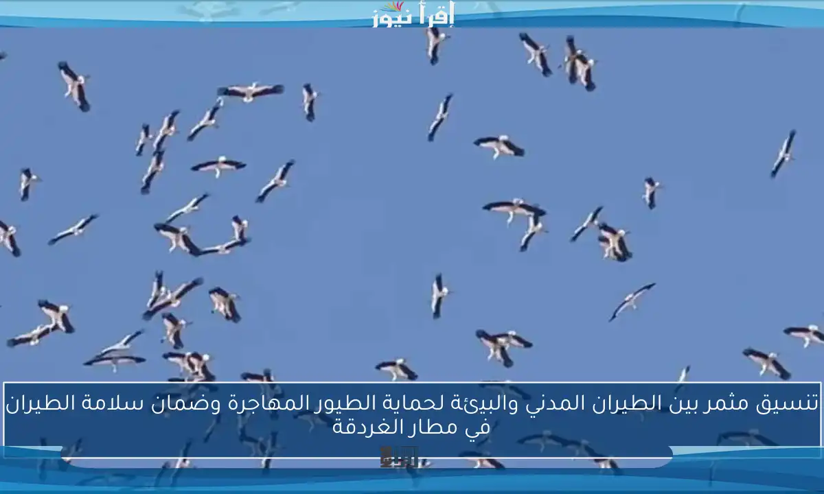 تنسيق مثمر بين الطيران المدني والبيئة لحماية الطيور المهاجرة وضمان سلامة الطيران في مطار الغردقة