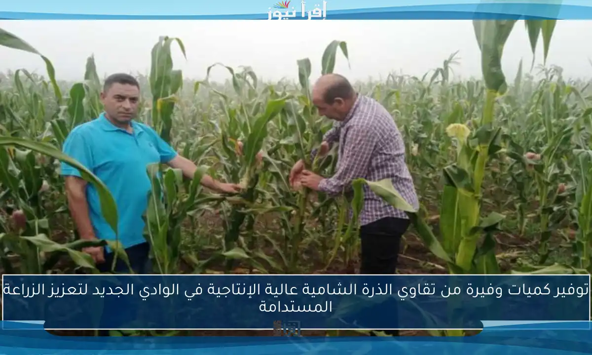 توفير كميات وفيرة من تقاوي الذرة الشامية عالية الإنتاجية في الوادي الجديد لتعزيز الزراعة المستدامة
