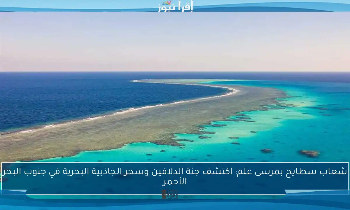 شعاب سطايح بمرسى علم: اكتشف جنة الدلافين وسحر الجاذبية البحرية في جنوب البحر الأحمر