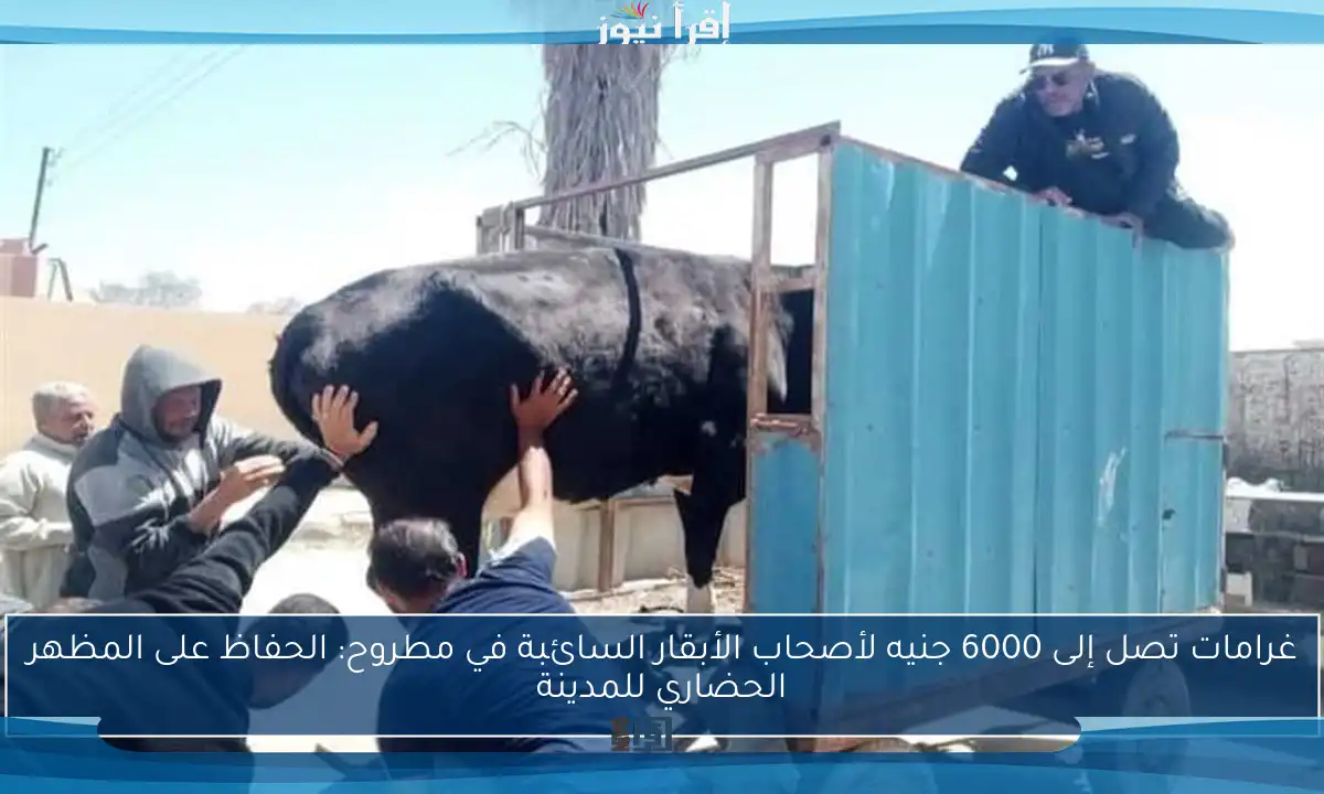غرامات تصل إلى 6000 جنيه لأصحاب الأبقار السائبة في مطروح: الحفاظ على المظهر الحضاري للمدينة